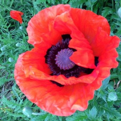 Profile Picture of Allen Wales (@JoseyWales4532) on Twitter