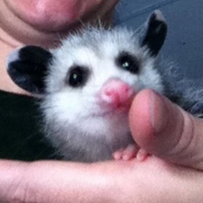 Profile Picture of Katelyn James (@Saketaza) on Twitter
