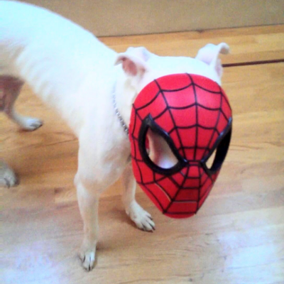 Profile Picture of Joe Yoo (@web_slinger) on Twitter