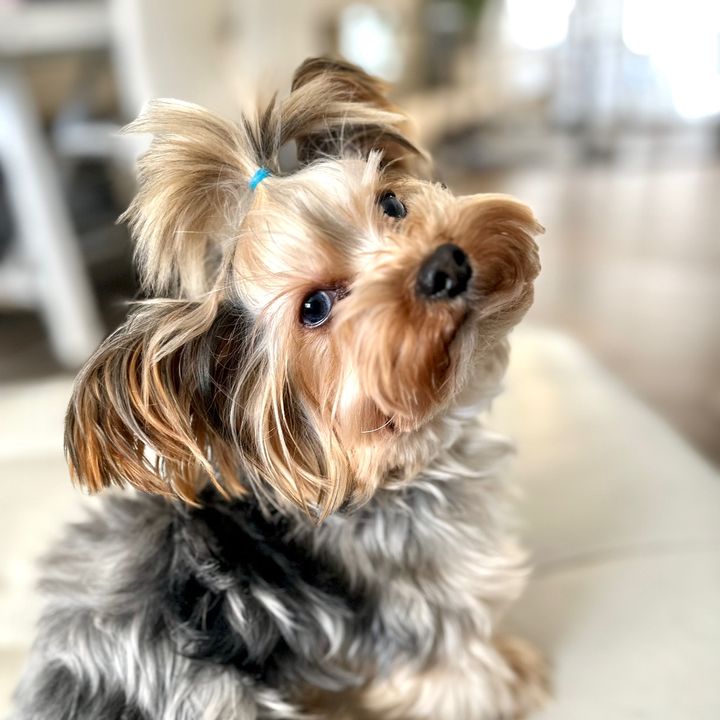 Profile Picture of Dawn Dahley (@@dawndahley) on Tiktok