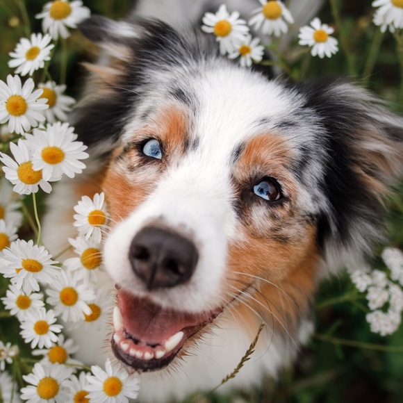 Profile Picture of Andrea Savrda (@andreasmile74) on Poshmark