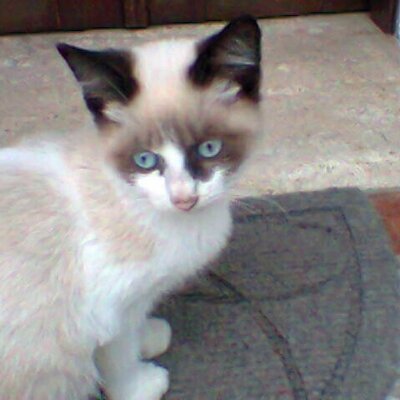 Profile Picture of Berry Glosa (@AmiBertocci) on Twitter