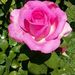 Profile Picture of Carolyn Frazier (@carolsellers32) on Pinterest