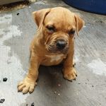 Profile Picture of Patrão Bruce (@bruce.wayne.monster) on Instagram