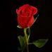 Profile Picture of Rosie Shackelford (@rosie.shackelford.71) on Facebook