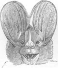 Profile Picture of Megadermaon Wikipedia