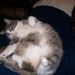 Profile Picture of Jeanette McLaughlin (@hemlockd) on Pinterest