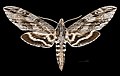 Profile Picture of Lintneria praelonguson Wikipedia
