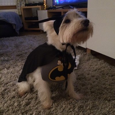 Profile Picture of Bryan Thacker (@BryanThacker8) on Twitter