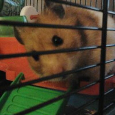 Profile Picture of Adam Hollinshead (@adamhollinshead) on Twitter