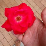 Profile Picture of Harold Thompson (@racingbugdemon) on Instagram