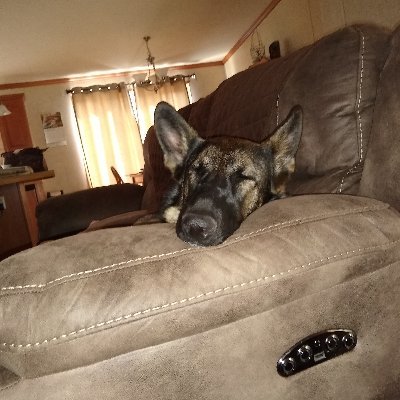 Profile Picture of paula crone (@paula_petrone) on Twitter