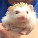 Profile Picture of Brack Jimmy Fallon Pearl (@pearlthehedgie) on Instagram