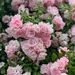 Profile Picture of Hannah Scrivenor (@hannahscrivenor) on Pinterest
