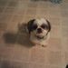 Profile Picture of Tracy Riscinti Manzo (@tracyr1238) on Pinterest