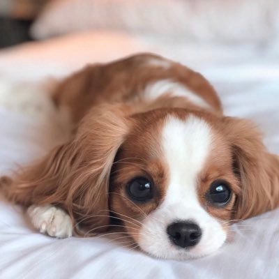 Profile Picture of Christopher Kurt (@christo12964595) on Twitter