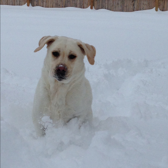 Profile Picture of Cortney Belge (@poohgirl0627) on Poshmark