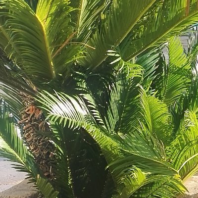 Silvia Haro - Twitter Profile Picture of Silvia Haro (@silviaharo1) on Twitter