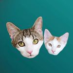 Profile Picture of The Funky Kitties 🇦🇺 (@_abbey_and_django_) on Instagram
