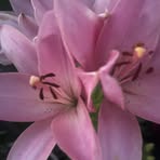 Profile Picture of Lilyann Edwards (@lilyann.edwards.2025) on Facebook