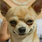 Profile Picture of Andrew Galvez (@andrewgalvez3324) on Youtube