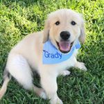 Profile Picture of Grady the Golden (@gradythegoldenboy) on Instagram
