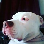 Profile Picture of Jeremy Blood (@nascarbruinsfan) on Instagram