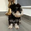 Profile Picture of Kenneth Koh KL (@@kennethkohkl) on Tiktok