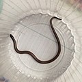 Profile Picture of Tantillitaon Wikipedia
