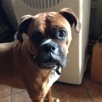 Profile Picture of Bobby Falcon (@dfalcon321) on Instagram