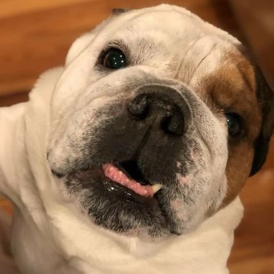 Profile Picture of 🐕Clyde🐶 (@ClydeGreenWest) on Twitter