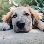 Profile Picture of Chewy and Jake (@bestfriend_chewy) on Instagram