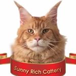 Profile Picture of Sarah Coon Sunny Rich ( FB ) (@sarahcoonmainecoonbsh) on Instagram