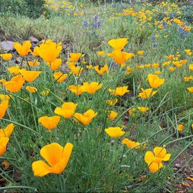 Profile Picture of Caroline Nguyen (@cnguyen111) on Pinterest