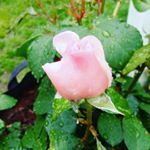 Profile Picture of blooms by brandy (@bloomsbybrandy) on Instagram