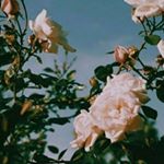 Profile Picture of Emily Williams (@emily_jae_williams) on Instagram