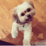 Profile Picture of lola bear yoder (@lolabear522) on Instagram