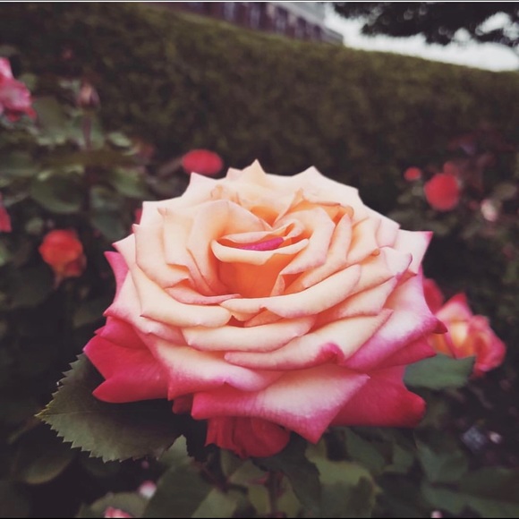 Profile Picture of Alejandra Roalson (@ale_c_r1998) on Poshmark