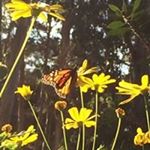 Profile Picture of Jean Murrell (@frejm12) on Instagram