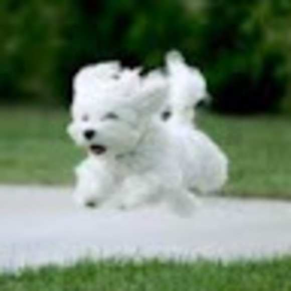 Profile Picture of Sarah Seydlitz (@spidersensei) on Poshmark