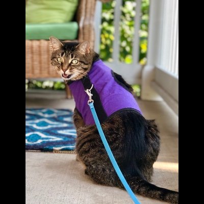 Profile Picture of Bob McGreevy (@DarrenAlbum) on Twitter