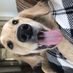 Profile Picture of Campbella May (@cammythegolden) on Instagram