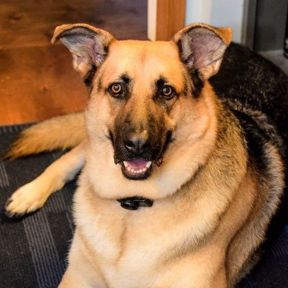 Profile Picture of Carol Bortzer (@carol_bortzer) on Poshmark