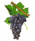 Profile Picture of Cinsauton Wikipedia