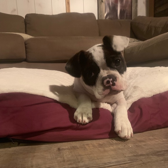 Profile Picture of Marshall Dillion (@mdillion) on Poshmark