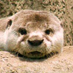 Profile Picture of Hannah Dunham (@DunhamHLA) on Twitter