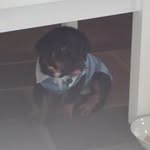 Profile Picture of Lynette Mcmahon (@lynettemcmahon) on Instagram