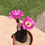 Profile Picture of Christina Rappaport (@christina.rappaport) on Instagram