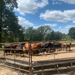 Profile Picture of Austin Shivers (@awshivers2005) on Instagram