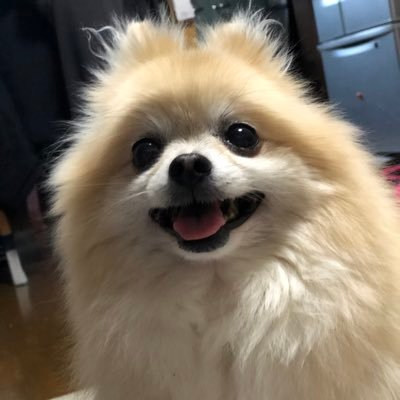 Profile Picture of Crystal Funk (@kinkiandkoko) on Twitter